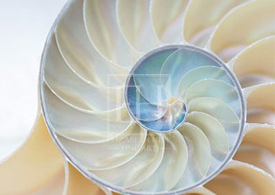 Nautilus Wave from Nautilus Rhythms fine art photography image by Canadian visual artist Elizabeth Hesp as open edition interior art.