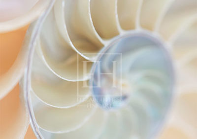 Nautilus Wheel from Nautilus Rhythms fine art photography image by Canadian visual artist Elizabeth Hesp as open edition interior art.