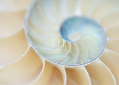 The Vortex from Nautilus Rhythms fine art photography image by Canadian visual artist Elizabeth Hesp as open edition interior art.