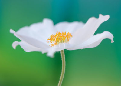 Floral tranquil garden fine art photography image of white japanese anemone flower against a serene blue green background as interior art, wall art or healthcare art for interior design projects.