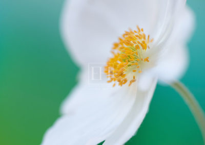 Floral tranquil garden fine art photography image of white japanese anemone flower against a serene blue green background as interior art, wall art or healthcare art for interior design projects.
