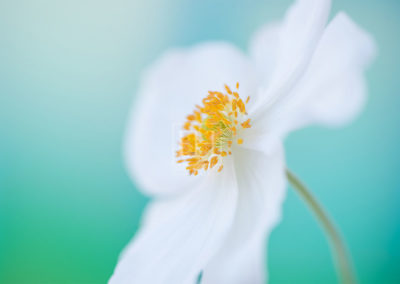 Floral tranquil garden fine art photography image of white japanese anemone flower against a serene blue green turquoise background as interior art, wall art or healthcare art for interior design projects.