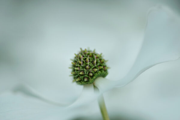 Dogwood flower mindful photography by photographer Elizabeth Hesp Kingston Ontario