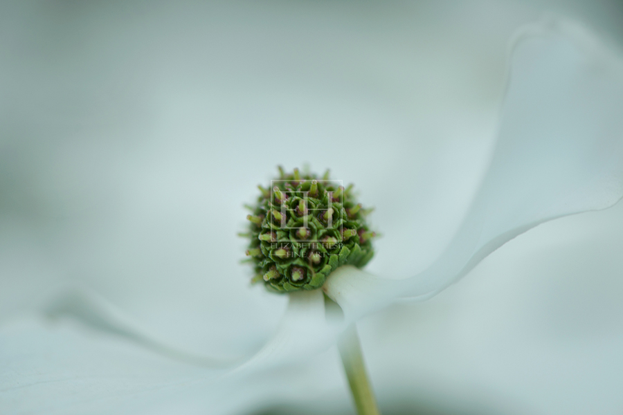 Dogwood flower mindful photography by photographer Elizabeth Hesp Kingston Ontario